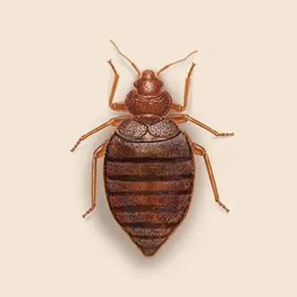 Ez Bed Bug Exterminator Las Vegas