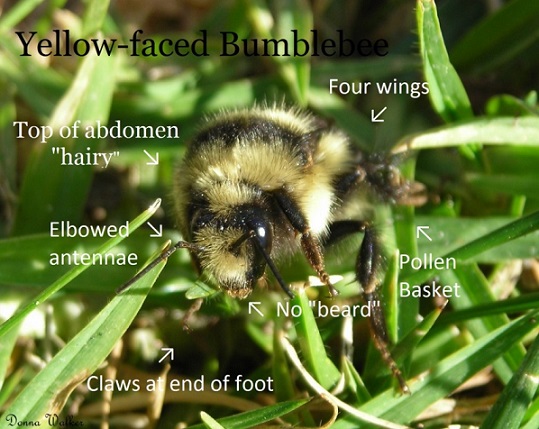 Yellow-faced Bumblebee