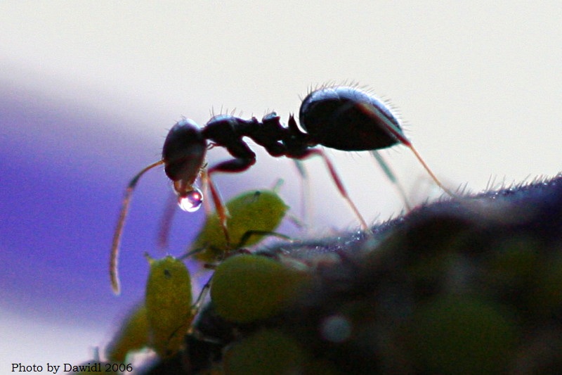 A ant receiving honeydew from an aphid.