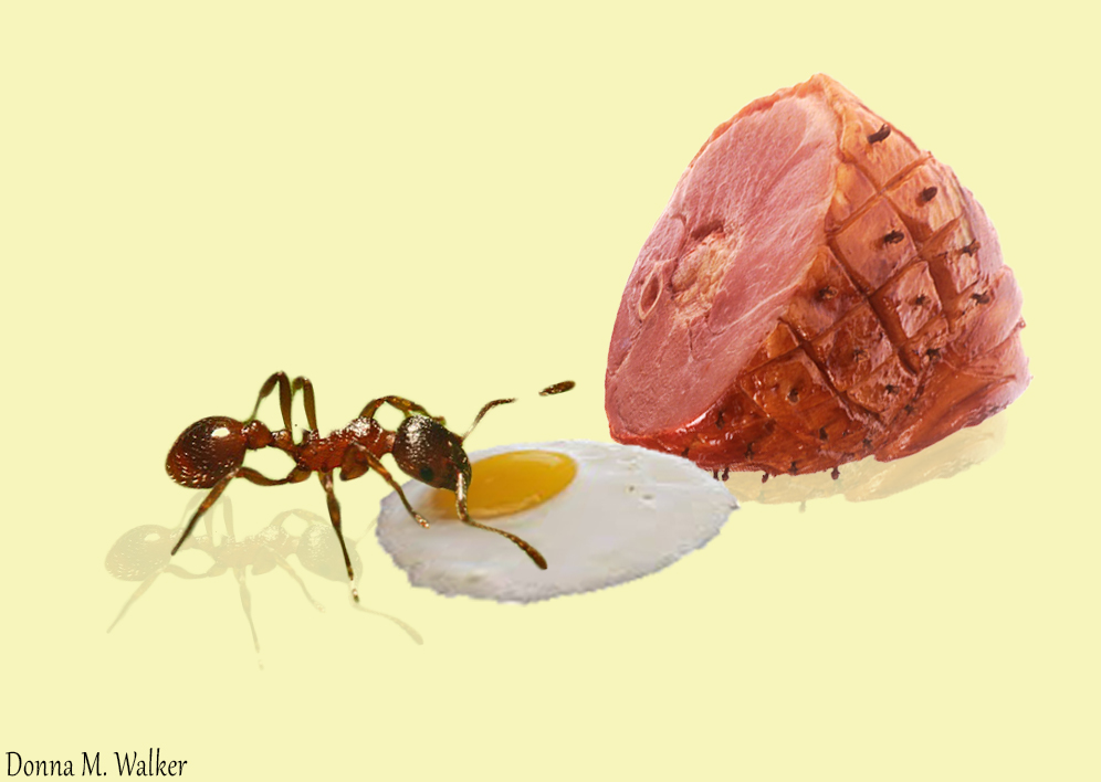 Argentine ants search out protein as well as sweets.