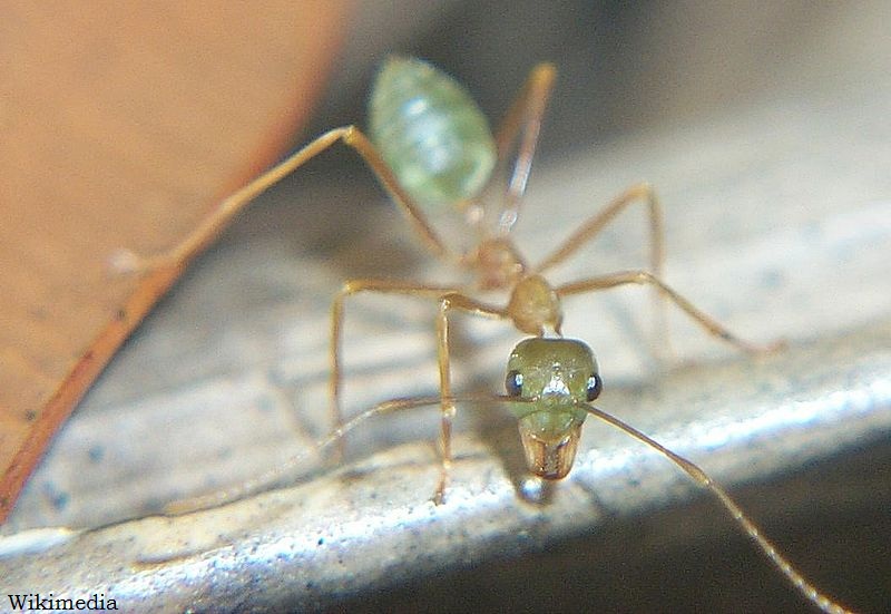 Pretty Green Australian Weaver Ant
