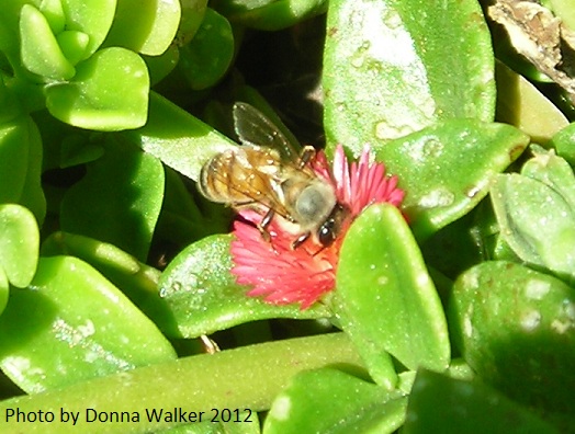 Honey Bee on Apple Ice Plant