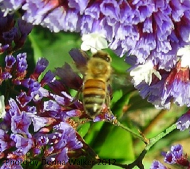 Bee on Purple Statice