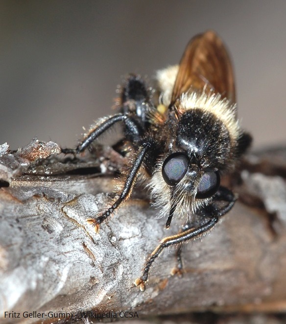 Close-up of Bumblebee Robber Fly