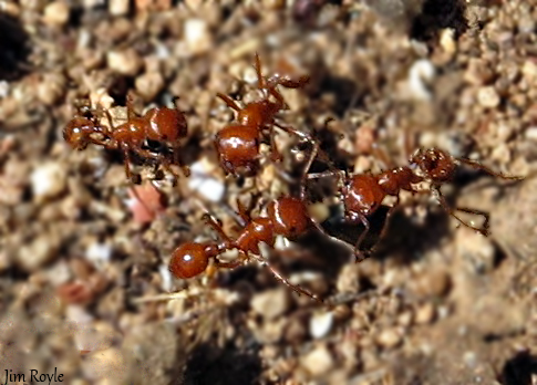 California Seed Harvester Ants – A food source for the Coast Horned Lizard. 