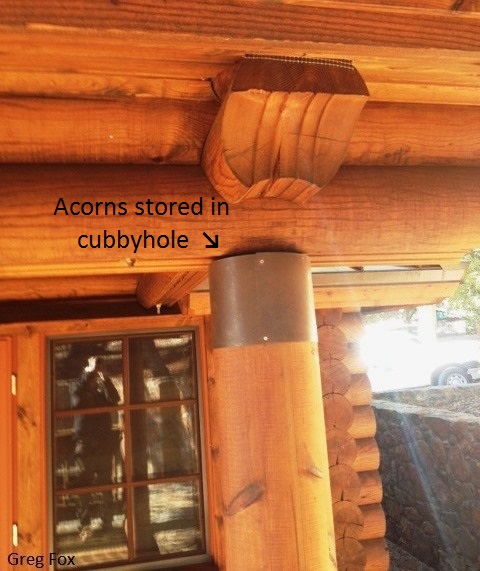 Acorn cache in cabin
