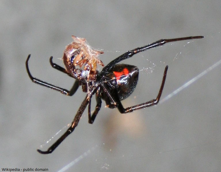 Black And Brown Widow Spiders Hearts Pest Management