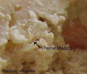 Close-up of Casu marzu cheese with maggots
