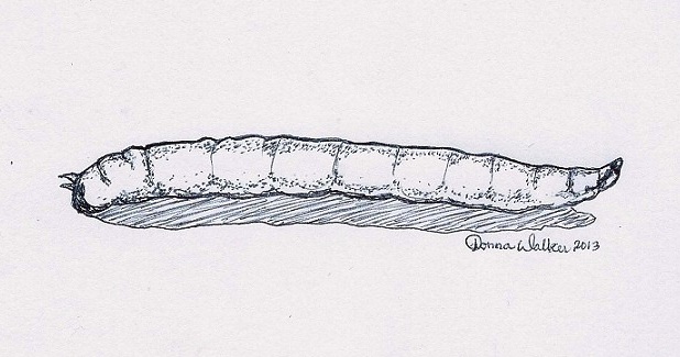 Illustration of cheese fly larva