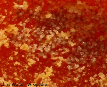Close-up of Mimolette cheese with mites
