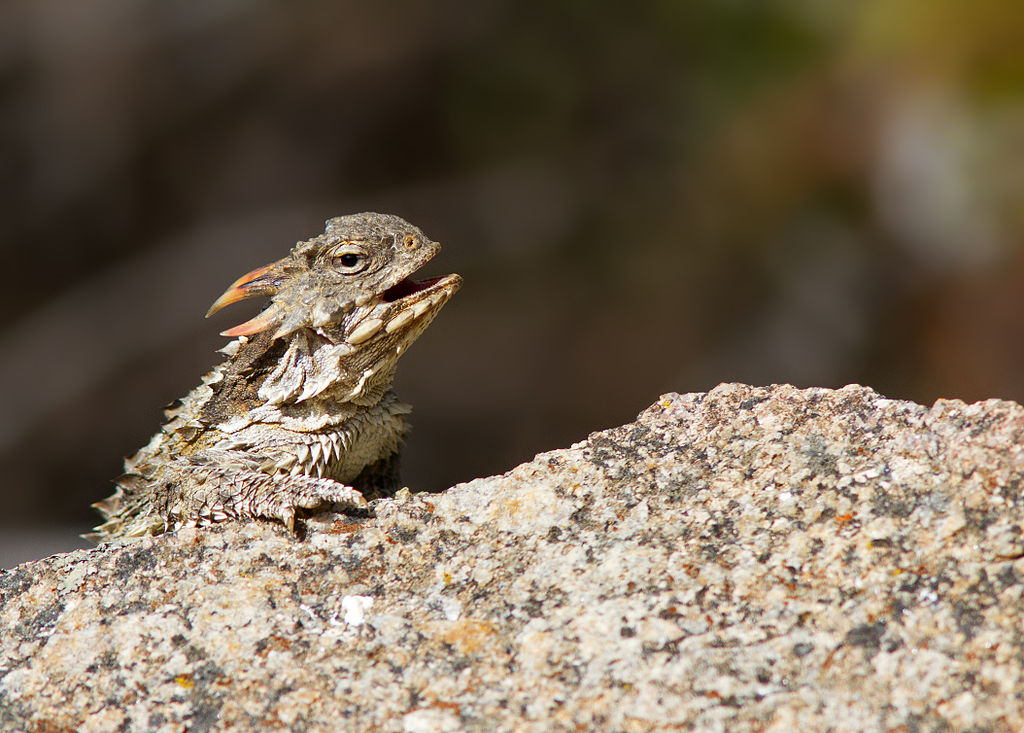 The Coast Horned Lizard (Phrynosoma coronatum) is considered “threatened” due to the loss of native ants and habitat.