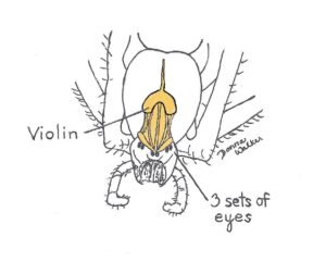 Drawing of Brown Recluse