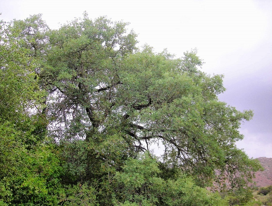 Englemann Oak Tree