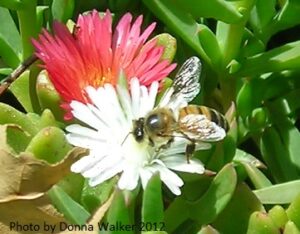Honey Bee Gathering Nectar