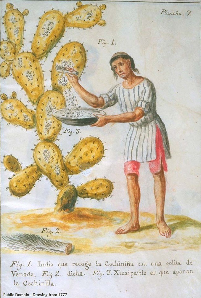 Central America Indian Harvesting Cochineal
