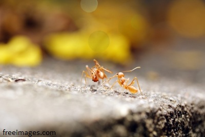 Red Ants in Battle