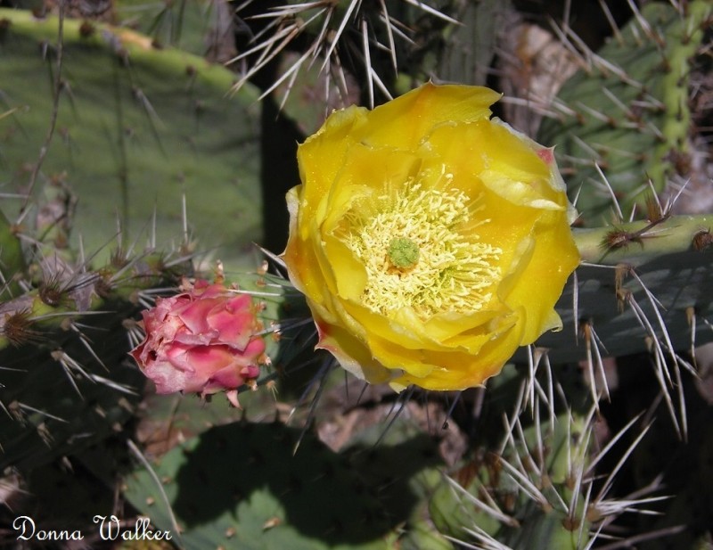 Flowers of the Prickly Pear Cactus