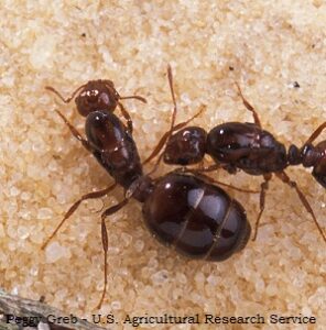 Two Queen Fire Ants