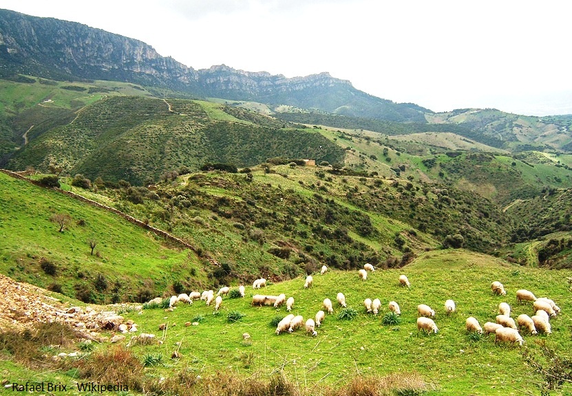 Sheep grazing on the hills of Sardinia, Italy