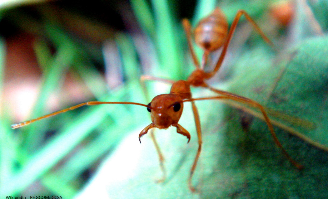 Weaver ant in fight mode