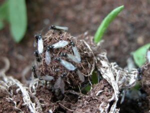 Winged Ant Nest