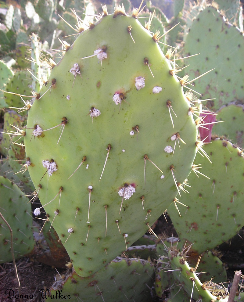 Cactus pad with cochineal
