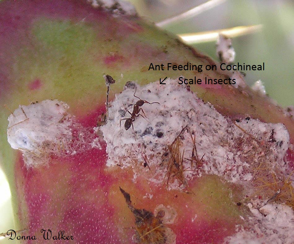 Ant feeding on cochineal
