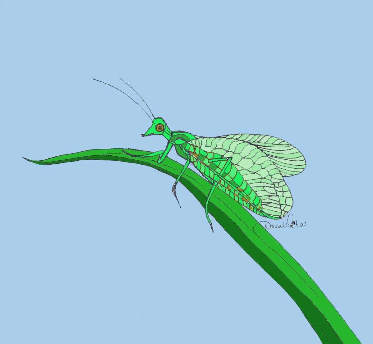 Cartoon of a green lacewing