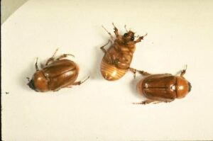 lawns masked chafers ucipm online