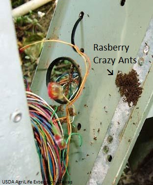 Tawny crazy ants (AKA Rasberry crazy ants) invaded and destroyed the wiring in this electrical unit. 